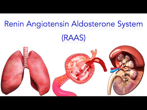 renin angiotensin system aldosterone raas easy hypertension super cardiovascular clinical cardiology medicine