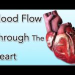 Blood Flow Through the Heart - Animation