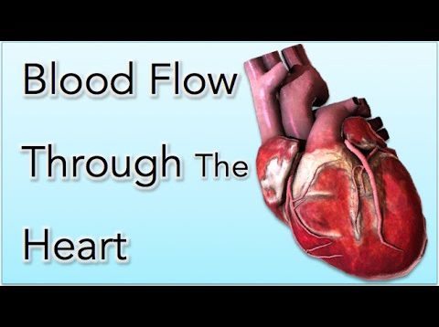 Blood Flow Through the Heart Animation