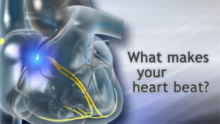 Cardiac Conduction System; Electrical System of the Heart Animation
