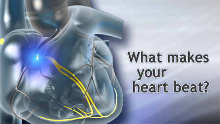 Cardiac Conduction System; Electrical System of the Heart Animation