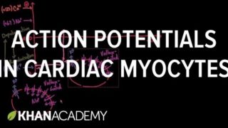 Action Potentials in Cardiac Myocytes