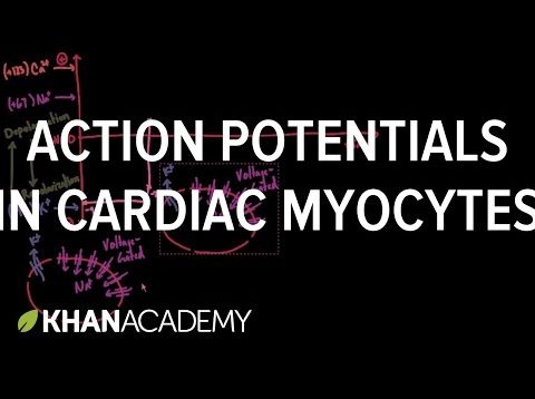 Action Potentials in Cardiac Myocytes