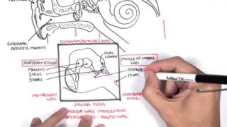 Anatomy – Ear Overview
