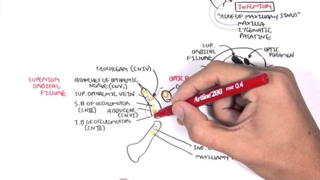 Anatomy   Eye Orbit and Eyelid