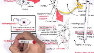 Anatomy – Eye Overview