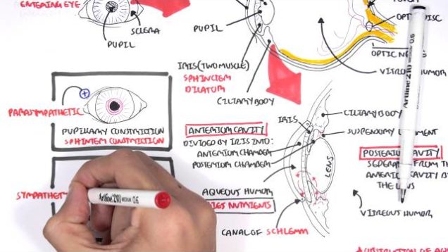 Anatomy – Eye Overview