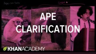 Ape Clarification
