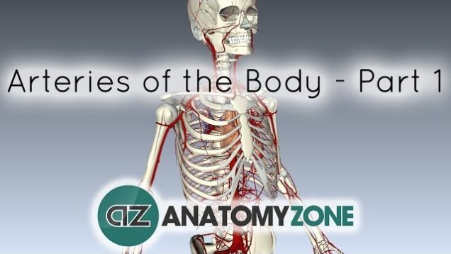 Arteries of the body – PART 1 – Anatomy Tutorial