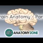 Basic Parts of the Brain – Part 2 – 3D Anatomy Tutorial