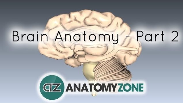 Basic Parts of the Brain – Part 2 – 3D Anatomy Tutorial