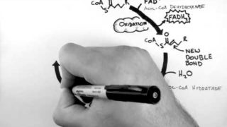 Beta-Oxidation – Cellular Respiration