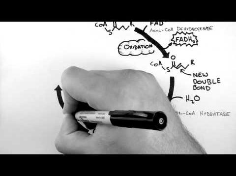 Beta-Oxidation – Cellular Respiration