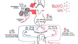 Blood Gases (O2, CO2 and ABG)