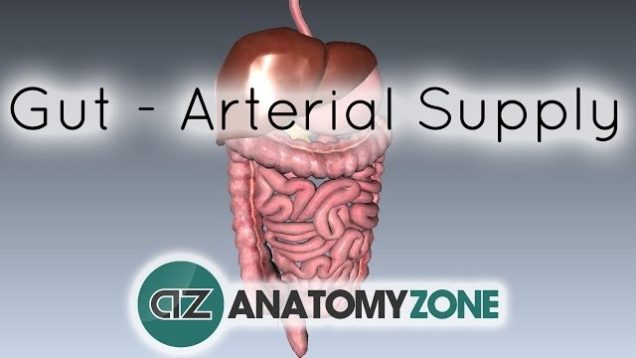 Blood Supply to the Gut (Introduction) – Part 1 (Arterial Supply)