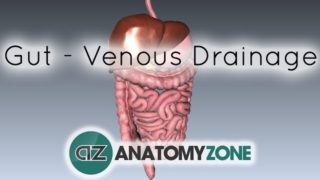 Blood Supply to the Gut (Introduction) – Part 2 (Venous Drainage/Portal System)