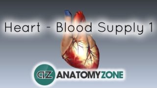 Blood supply to the heart – PART 1 – Anatomy Tutorial