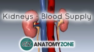 Blood Supply to the Kidneys – 3D Anatomy Tutorial