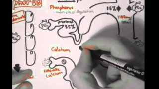 Bone Homeostasis (Calcium and Phosphorus) Part II