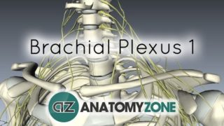 Brachial Plexus – Branches – 3D Anatomy Tutorial
