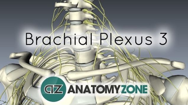 Brachial Plexus – Terminal Branches – Anatomy Tutorial