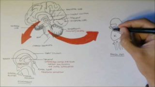 Brain Anatomy Overview – Lobes, Diencephalon, Brain Stem & Limbic System