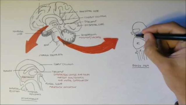 Brain Anatomy Overview – Lobes, Diencephalon, Brain Stem & Limbic System
