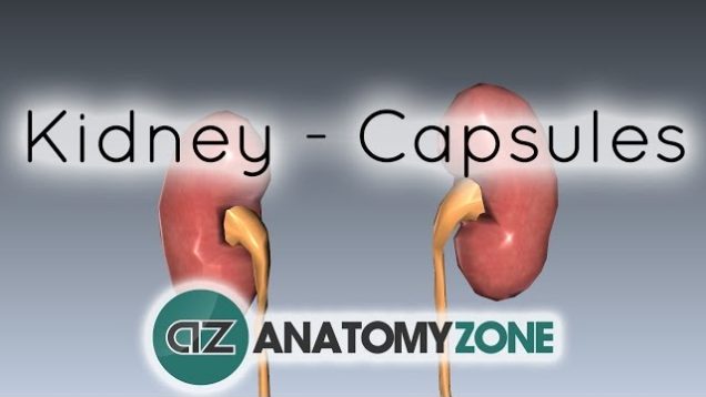 Capsules of the Kidney – Anatomy Tutorial
