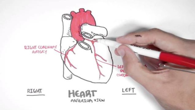 Cardiology – Coronary Blood Supply
