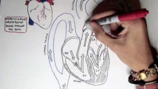 Cardiology – Heart Physiology I (Cardiac Myocyte and Membrane Potential)