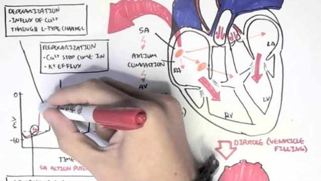 Cardiology – Relationship of conduction system, ventricular contraction and ECG