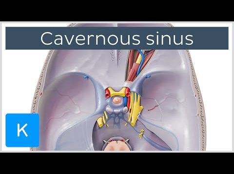 Cavernous sinus (lateral sellar compartment or sinus cavernosus) anatomy – free medical videos