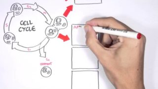 Cell fates – Division, Senescence and Death