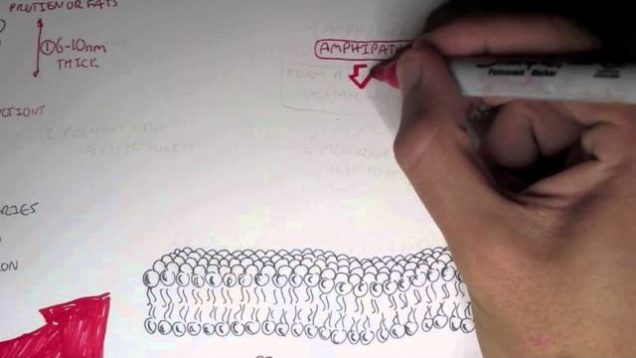 Cell Membrane – The Lipid Bilayer