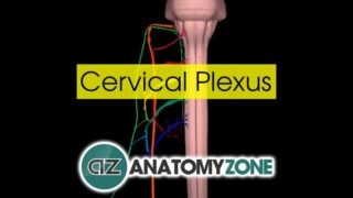 Cervical Plexus | Anatomy Tutorial