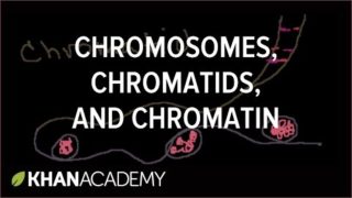 Chromosomes, Chromatids, Chromatin, etc.
