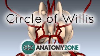 Circle of Willis – 3D Anatomy Tutorial