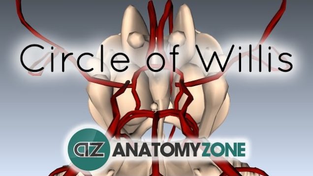 Circle of Willis – 3D Anatomy Tutorial