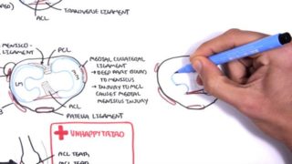 Clinical Anatomy – Knee mensicus