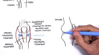 Clinical Anatomy – Knee
