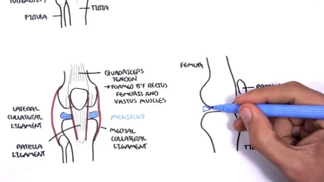 Clinical Anatomy – Knee