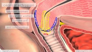 Clinical Reproductive Anatomy – Cervix – 3D Anatomy Tutorial
