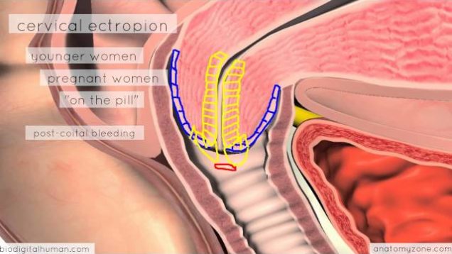 Clinical Reproductive Anatomy – Cervix – 3D Anatomy Tutorial