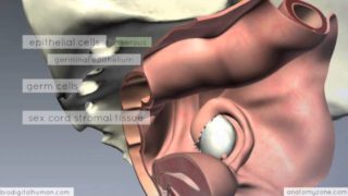 Clinical Reproductive Anatomy – Ovary and Fallopian Tubes – 3D Anatomy Tutorial