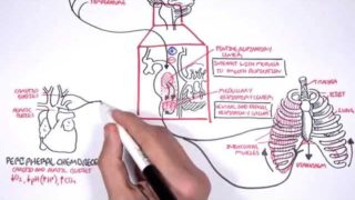 Control Of Respiration