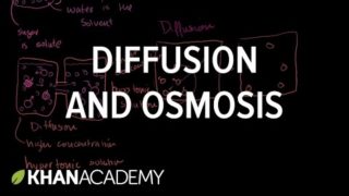Diffusion and Osmosis | Membranes and Transport