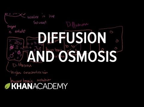 Diffusion and Osmosis | Membranes and Transport