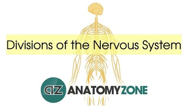 Divisions of the Nervous System – Neuroanatomy Basics