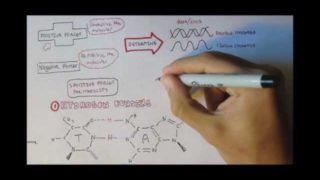 DNA – Forces maintaining structure
