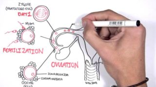 Embrology – Day 0 7 Fertilization, Zygote, Blastocyst